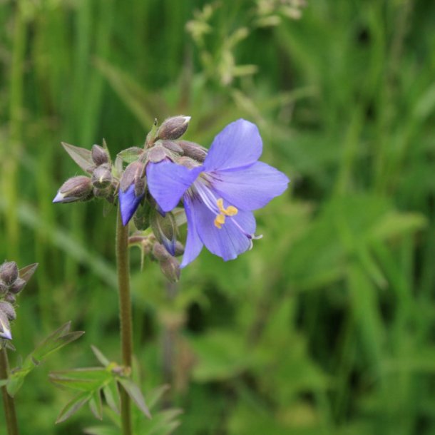 Jakobsstige <br>'Blue Pearl' <br><i>Polemonium caeruleum</i>
