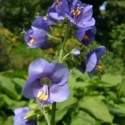 Jakobsstige <br>'Blue Pearl' <br><i>Polemonium caeruleum</i>
