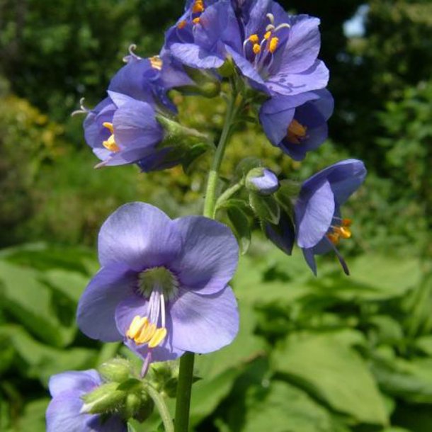 Jakobsstige <br>'Blue Pearl' <br><i>Polemonium caeruleum</i>