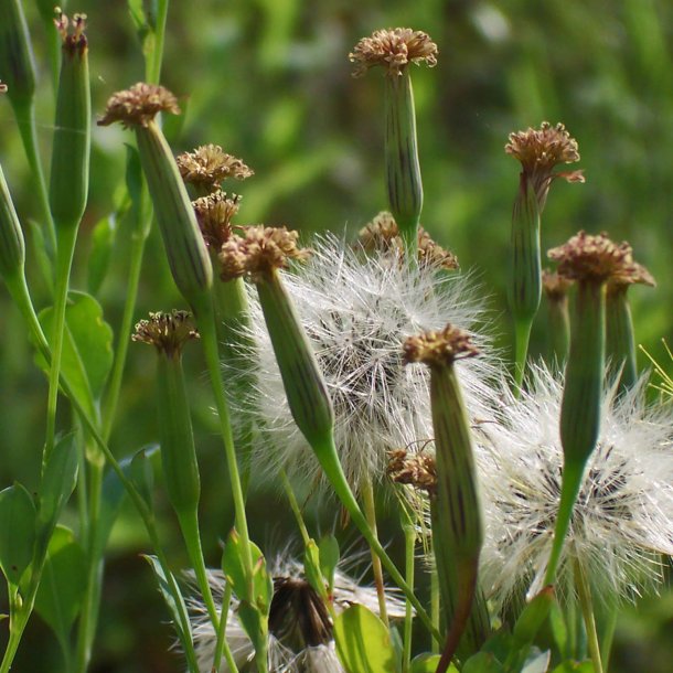 Papalo, <br>quillquina <br><i>Porophyllum ruderale</i>