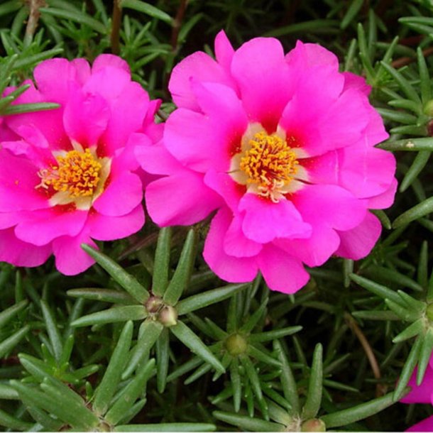Portulakrose, <br>solportulak <br> 'Happy Trails Pink' <br><i>Portulaca grandiflora</i>