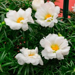 Portulakrose, <br>solportulak <br> 'Happy Trails White' <br><i>Portulaca grandiflora</i>