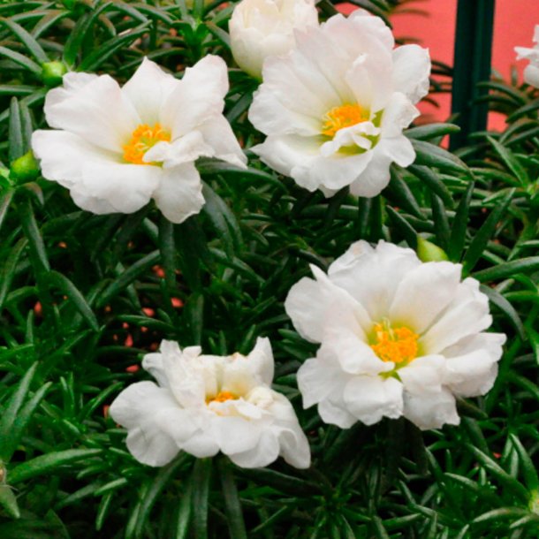 Portulakrose, <br>solportulak <br> 'Happy Trails White' <br><i>Portulaca grandiflora</i>