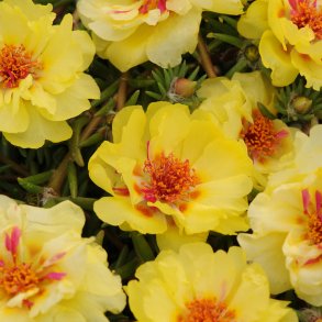 Portulakrose, <br>solportulak <br> 'Happy Trails Primrose' <br><i>Portulaca grandiflora</i>