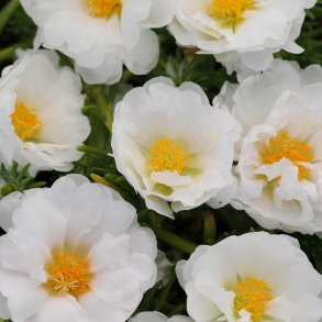Portulakrose, <br>solportulak <br> 'Happy Trails White' <br><i>Portulaca grandiflora</i>