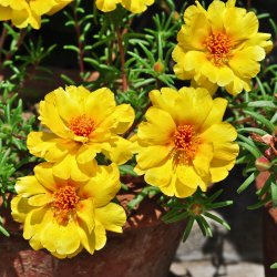 Portulakrose, <br>solportulak <br> 'Happy Trails Primrose' <br><i>Portulaca grandiflora</i>
