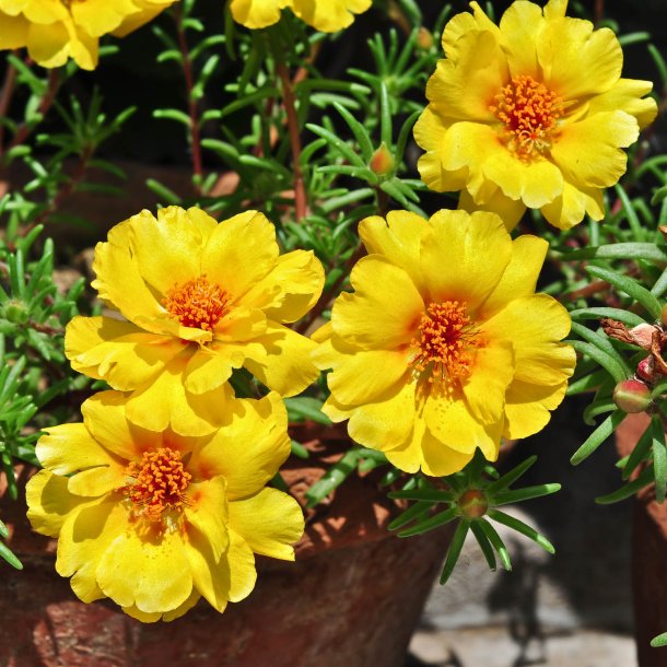 Portulakrose, <br>solportulak <br> 'Happy Trails Primrose' <br><i>Portulaca grandiflora</i>