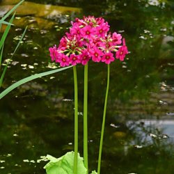 Primula, Japansk<br>'Miller's Crimson'<br><i>Primula japonica</i>