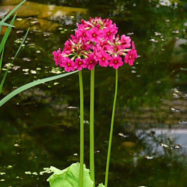 Primula, Japansk<br>'Miller's Crimson'<br><i>Primula japonica</i>