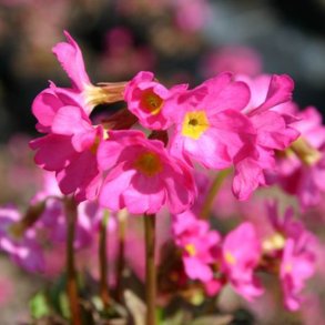 Primula, Rosen-<br>'Gigas'<br><i>Primula rosea</i>