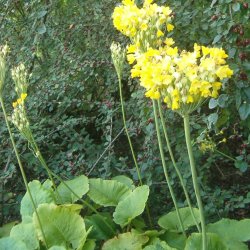 Primula, <br>Kmpe-<br><i>Primula florindae</i>