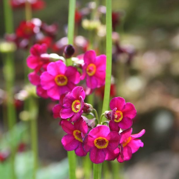 Primula, Japansk<br>'Miller's Crimson'<br><i>Primula japonica</i>