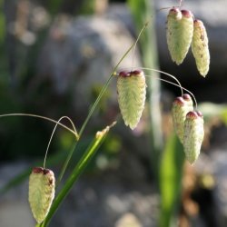 Pryd- <br>og naturgrsser <br>'Mix'<br>