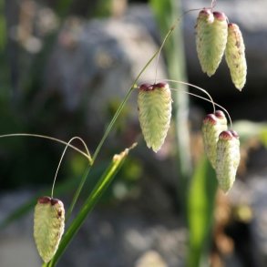 Pryd- <br>og naturgrsser <br>'Mix'<br>