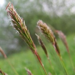 Pryd- <br>og naturgrsser <br>'Mix'<br>