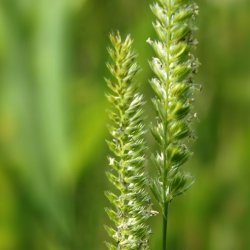 Pryd- <br>og naturgrsser <br>'Mix'<br>