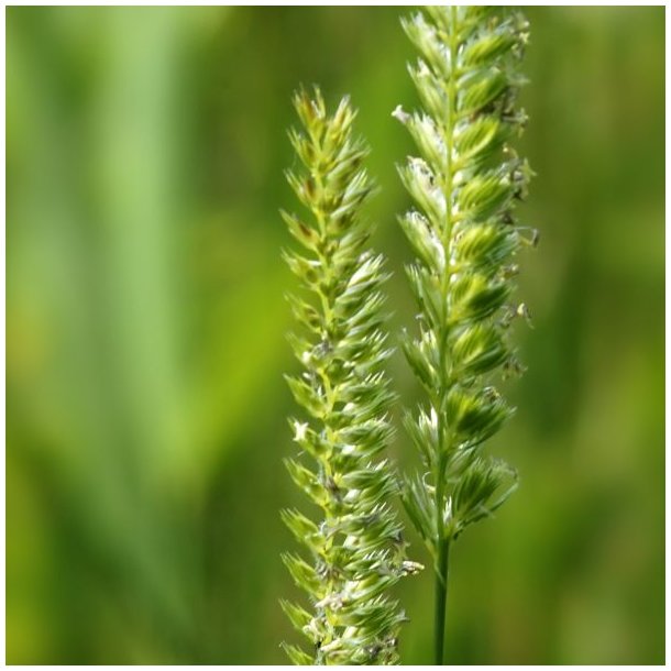 Pryd- <br>og naturgrsser <br>'Mix'<br>