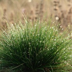 Pryd- <br>og naturgrsser <br>'Mix'<br>