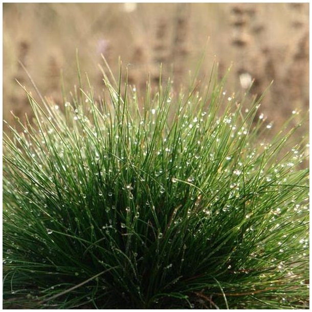 Pryd- <br>og naturgrsser <br>'Mix'<br>