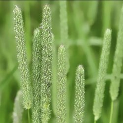 Pryd- <br>og naturgrsser <br>'Mix'<br>