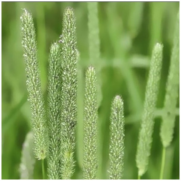 Pryd- <br>og naturgrsser <br>'Mix'<br>