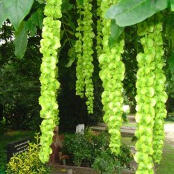 Vingevalnd <br><i>Pterocarya <br>fraxinifolia</i>