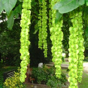 Vingevalnd <br><i>Pterocarya <br>fraxinifolia</i>