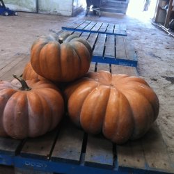 Grskar <br>'Musquee de Provence' <br><i>Curcubita moschata</i>