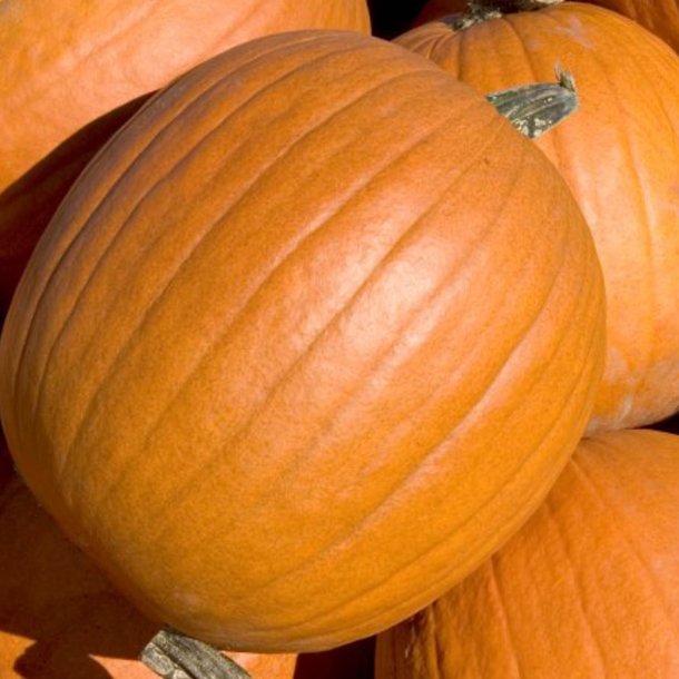 Grskar <br>'Mammoth Gold' <br><i>Cucurbita maxima</i>