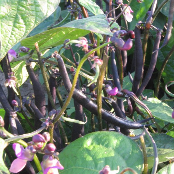 Bnne <br>'Purple Teepee'<br><i>Phaseolus vulgaris</i>
