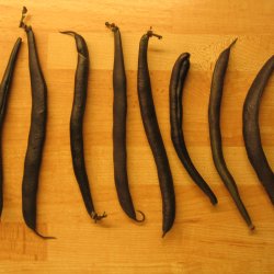 Bnne <br>'Purple Teepee'<br><i>Phaseolus vulgaris</i>