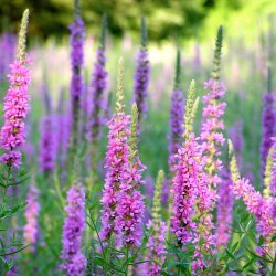 Kattehale <br><i>Lythrum salicaria </i><br><br>