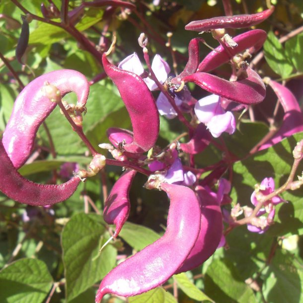 Hjelmbnne, <br>Lablab-bnne, Hyacintbnne<br><i>Dolichos lablab </i>