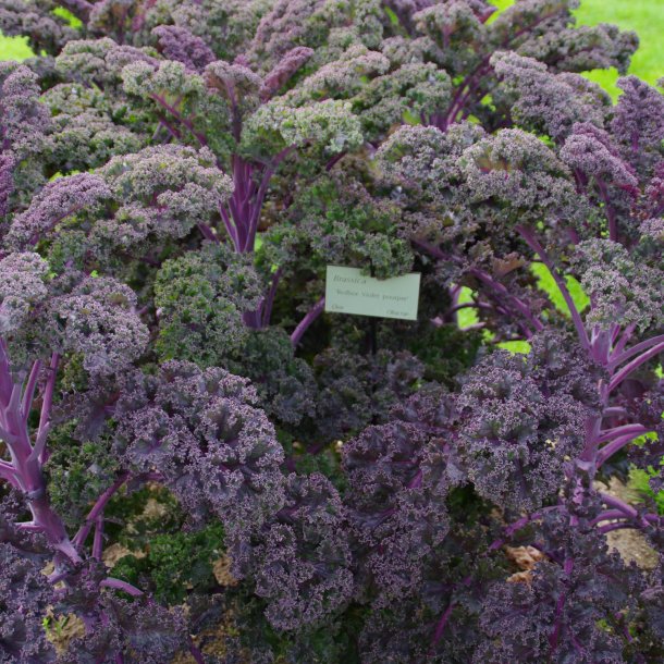 Grnkl, Purpur- <br>'Redbor' F1<br><i>Brassica oleracea var. sabellica</i>