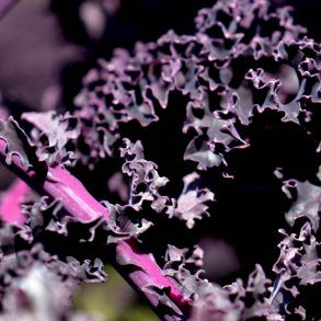 Grnkl, Purpur- <br>'Redbor' F1<br><i>Brassica oleracea var. sabellica</i>