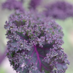Grnkl, Purpur- <br>'Redbor' F1<br><i>Brassica oleracea var. sabellica</i>