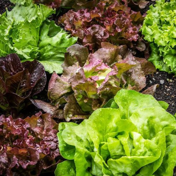 Salat <br>'Mix' <br><i>Lactuca sativa</i>
