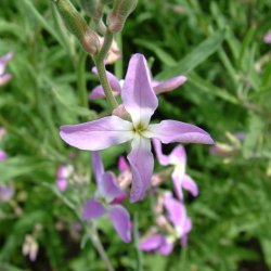 Levkj, Nat- <br><i>Matthiola longipetala subsp. Bicornis </i>