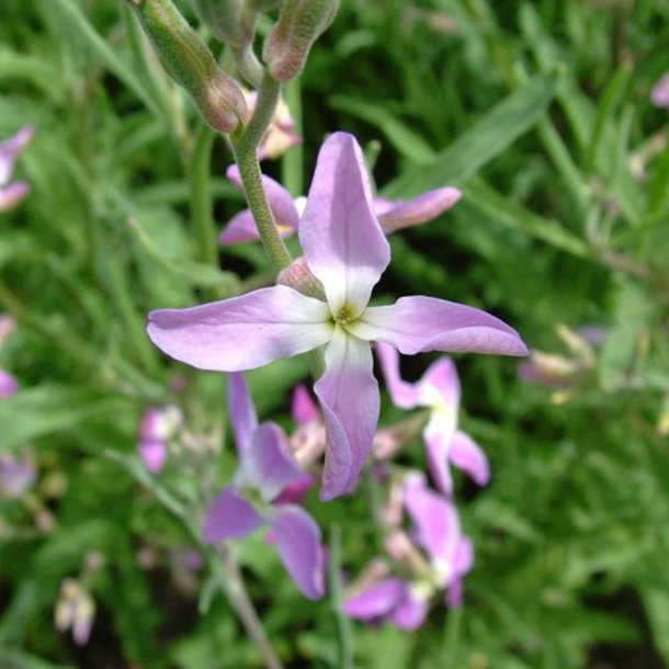 Levkj, Nat- <br><i>Matthiola longipetala subsp. Bicornis </i>