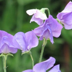Lathyrus, rteblomst <br>'Mammoth Mid Blue' <br><i>Lathyrus odoratus</i>