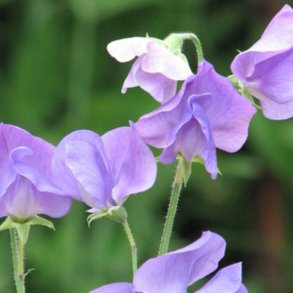 Lathyrus, rteblomst <br>'Mammoth Mid Blue' <br><i>Lathyrus odoratus</i>
