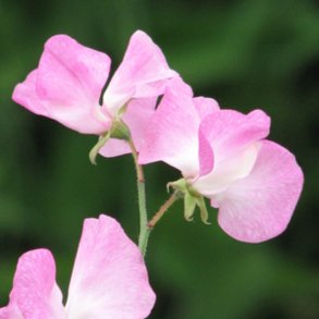 Lathyrus, rteblomst <br>'Mammoth Rose Pink' <br><i>Lathyrus odoratus</i>
