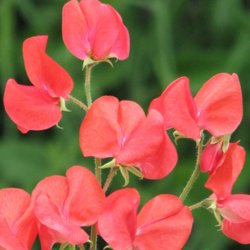 Lathyrus, rteblomst <br>'Royal Scarlet' <br><i>Lathyrus odoratus</i>