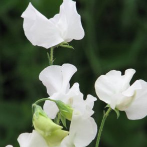 Lathyrus, rteblomst <br>'Mammoth White' <br><i>Lathyrus odoratus</i>
