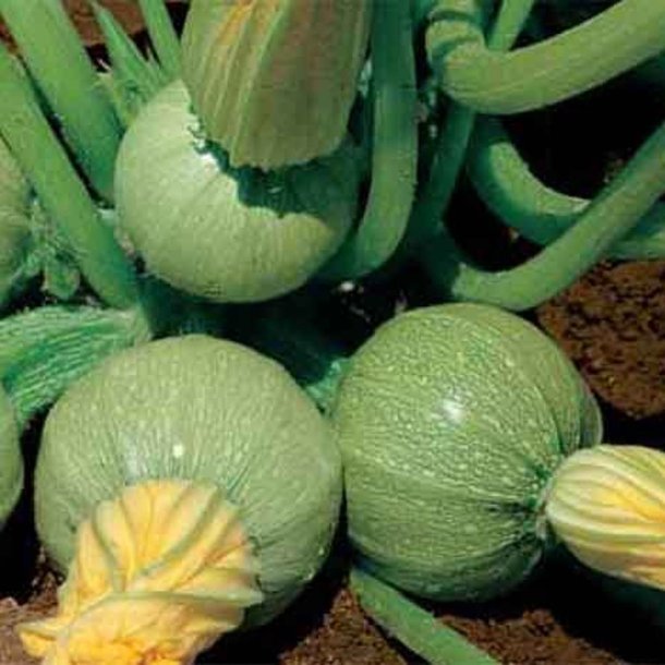Courgette, squash, zucchini<br>"Tondo Chiaro di Nizza" <br><i>Cucurbita pepo</i>