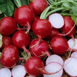 Radise <br>'Rondeel' <br><i>Raphanus sativus</i>
