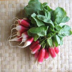 Radise <br>'French Breakfast'<br><i>Raphanus sativus</i>