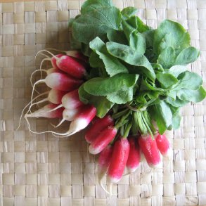 Radise <br>'French Breakfast'<br><i>Raphanus sativus</i>
