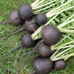 Rddike <br>'Round Black' <br><i>Raphanus sativus</i>