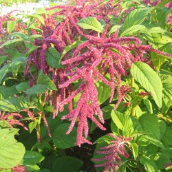 Amarant, Rvehale- <br>'Red Tails' <br><i>Amaranthus caudatus</i>
